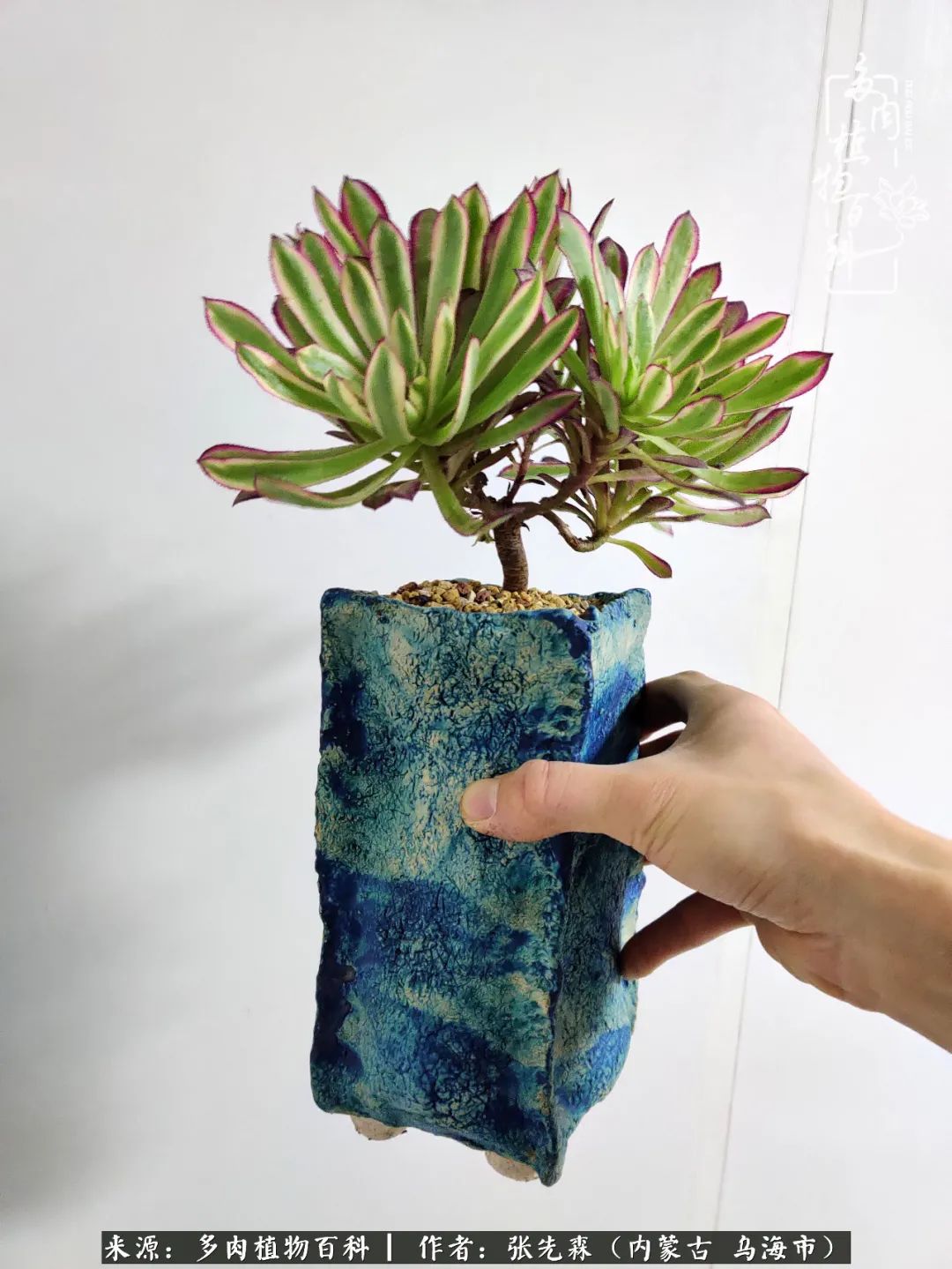 吸取教训，不断探索，英语老师的多肉碎碎念