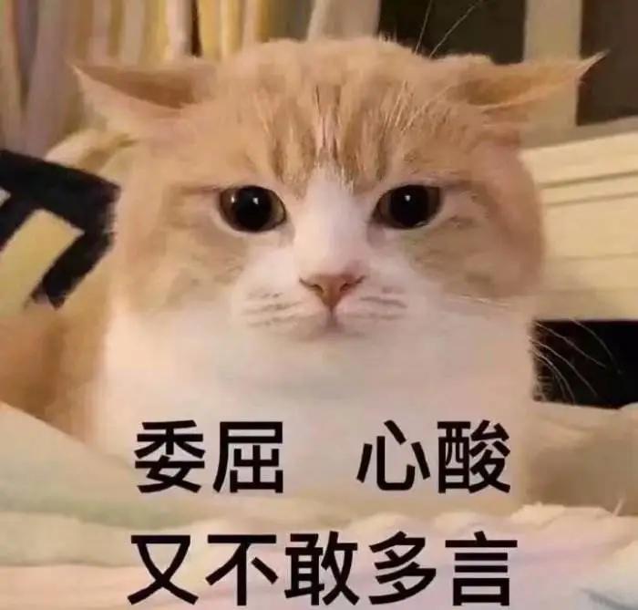猫咪总是喵喵叫的原因和解决办法,为啥猫咪晚上总是叫