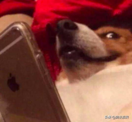 中国留学生趁火打劫奢侈品,留学生趁火打劫奢侈品