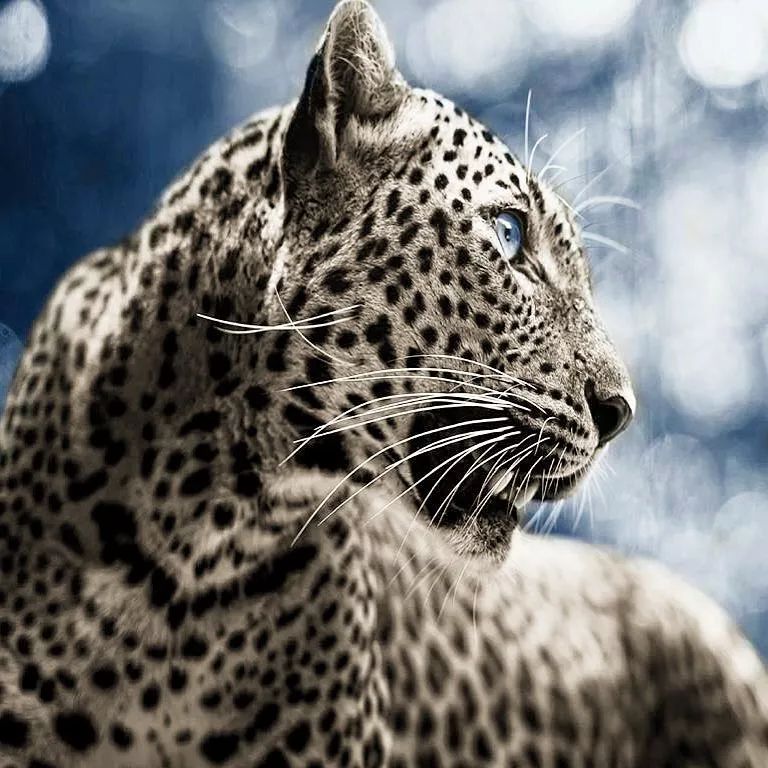 放弃百万年薪，去非洲撸猫？长腿版小李子引63w人舔屏：看我看我