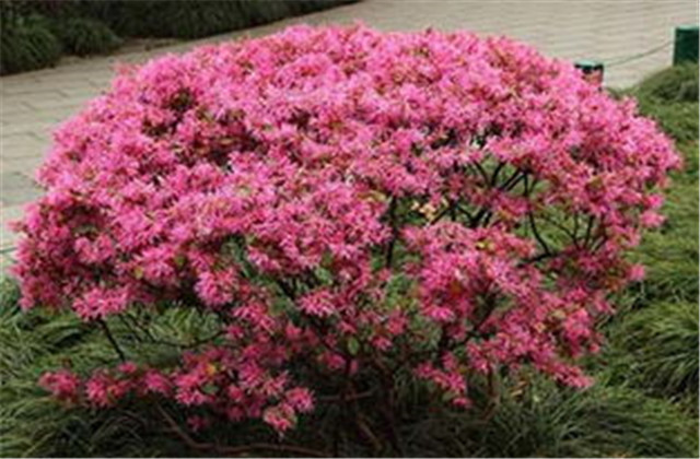 红檵木有多少种品种,檵木和红檵木的药用价值有啥区别