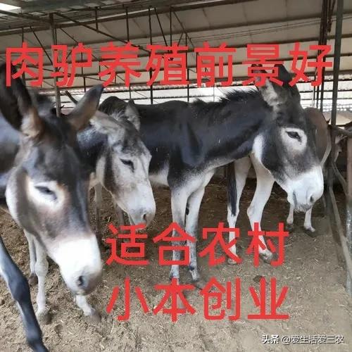 农村冷门家庭养殖业投资小利润,农村冷门养殖行业赚钱