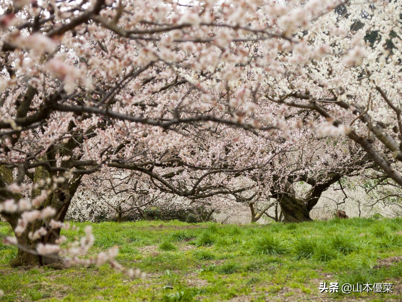 不先一步感受春天的到来吗日本全国华丽的梅花名胜