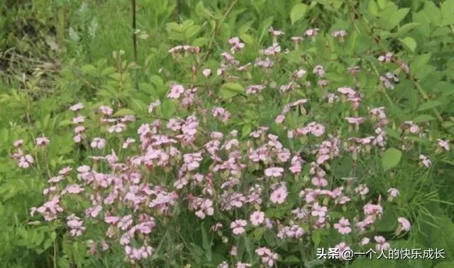 长在玉米地里，结出的“种子”珍贵，被称为“麦蓝菜”，别忽视