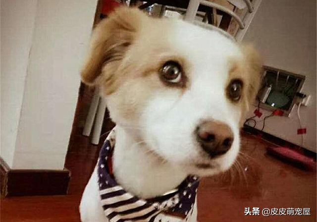 新到家的狗狗可以吃狗粮和喝水吗,纠正狗狗挑食只能喂狗粮吗