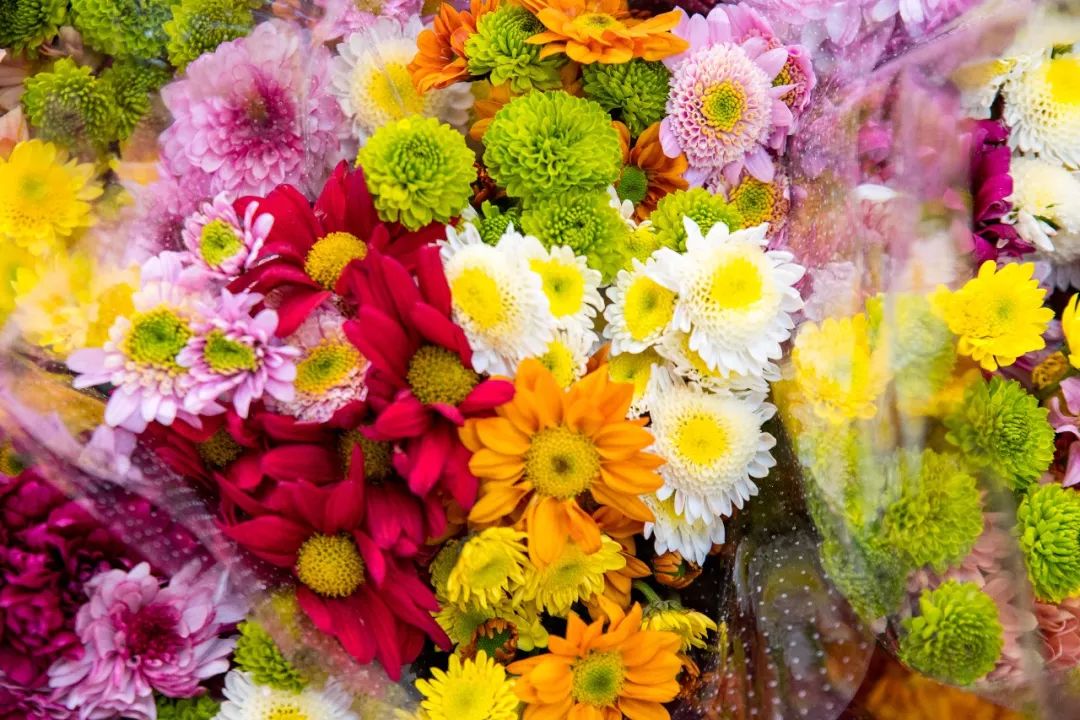 广州最大的花卉市场有哪些店,广州最便宜的花卉交易市场