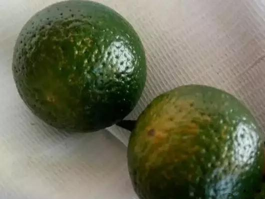 柑橘斑点病防治,柑橘幼果黄斑病是什么菌引起