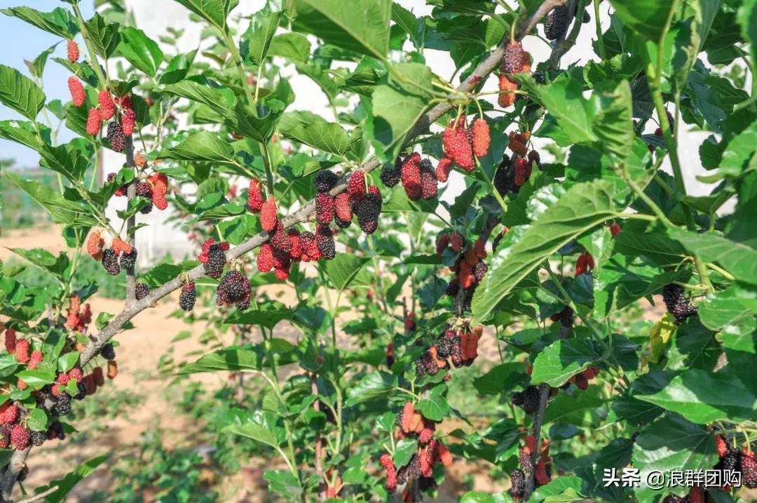 四季果桑有几个品种,新手种果桑哪个品种最好