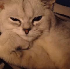 铲屎官得了猫癣怎么处理,铲屎官必知猫咪急救办法