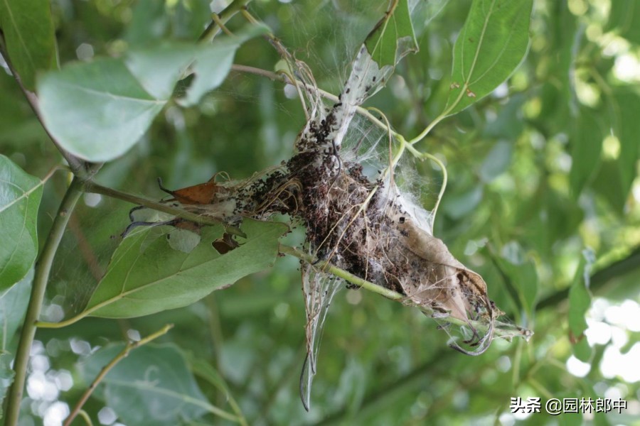樟巢螟的消灭方法,香樟樟巢螟