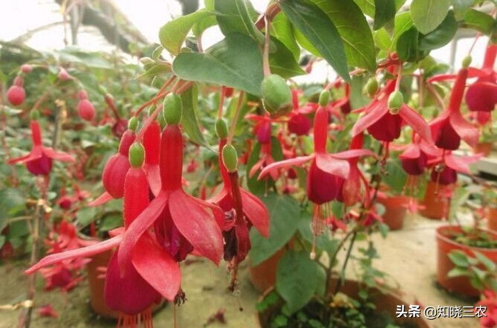 倒挂金钟放什么肥料最好,倒挂金钟施肥多了叶子发蔫怎么办