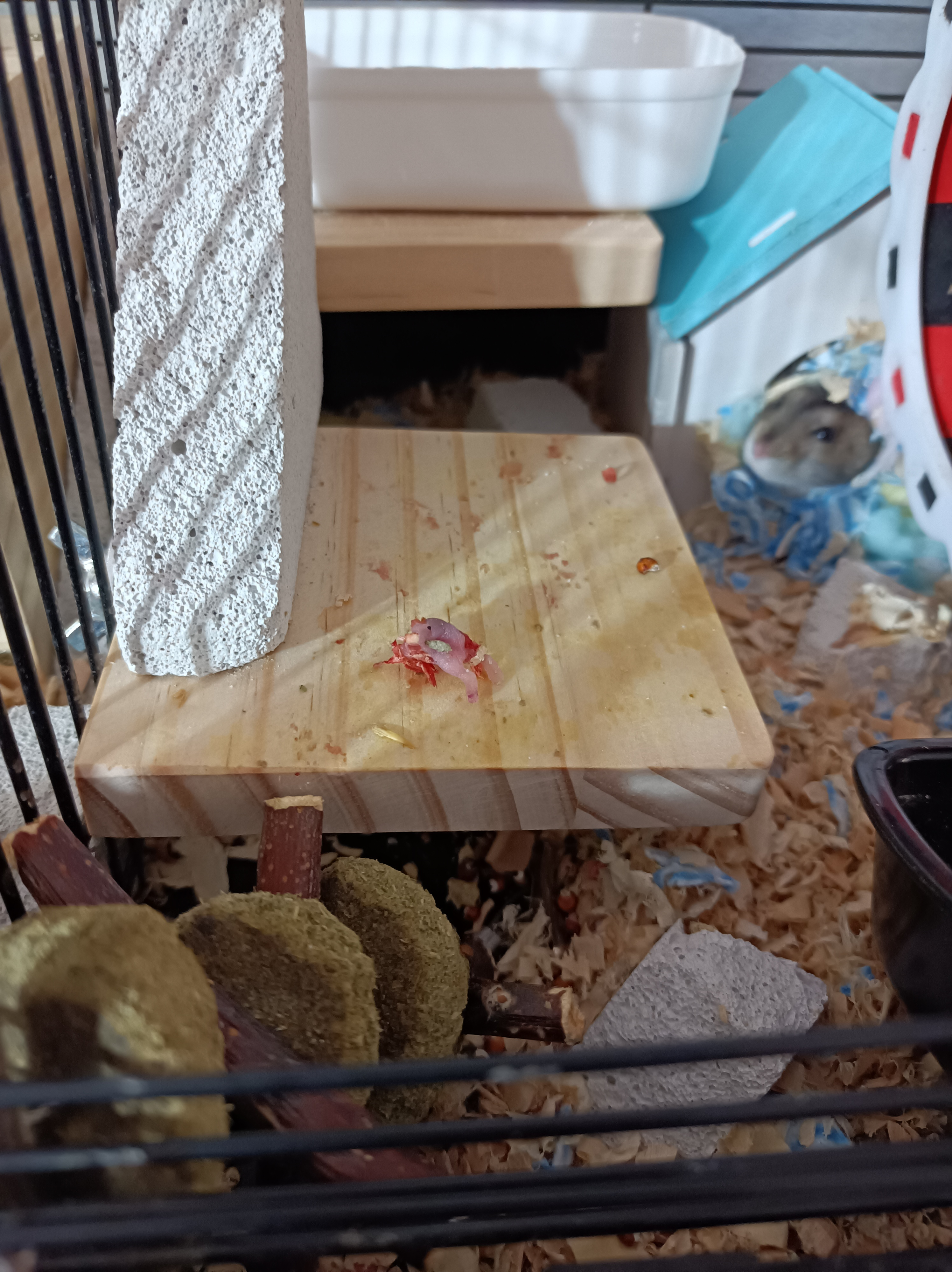 养仓鼠新手入门必知合集,哪个品种的仓鼠容易生崽