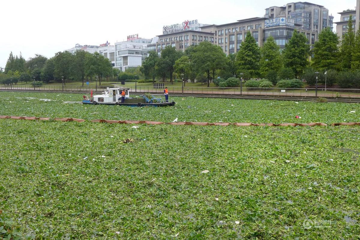 曾经泛滥的水葫芦为什么消失了,曾经入侵中国的水葫芦都去了哪里