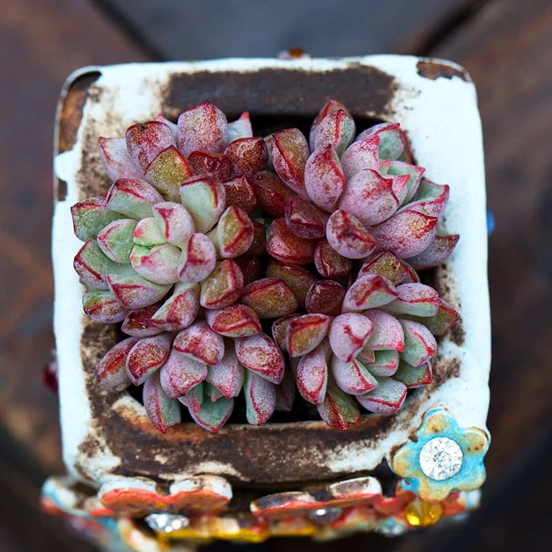 又萌又美丽好养的多肉,哪些多肉是小可爱种的