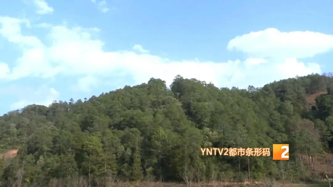 香椿萝卜条,香椿芽蒜薹