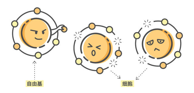 抗氧化性三大维生素,抗氧化的三大认识