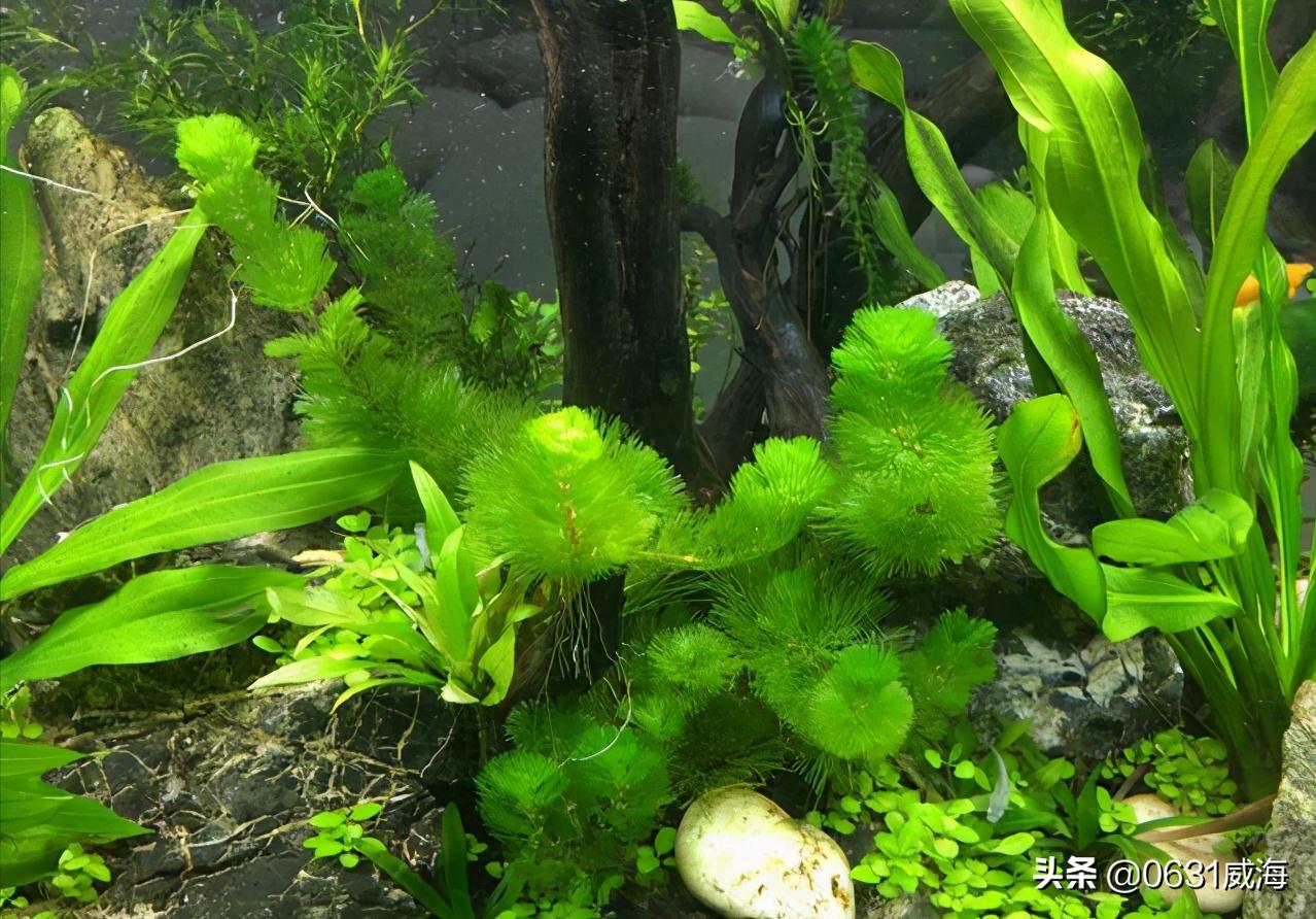 水族缸水草的作用,水草鱼缸怎么净化水