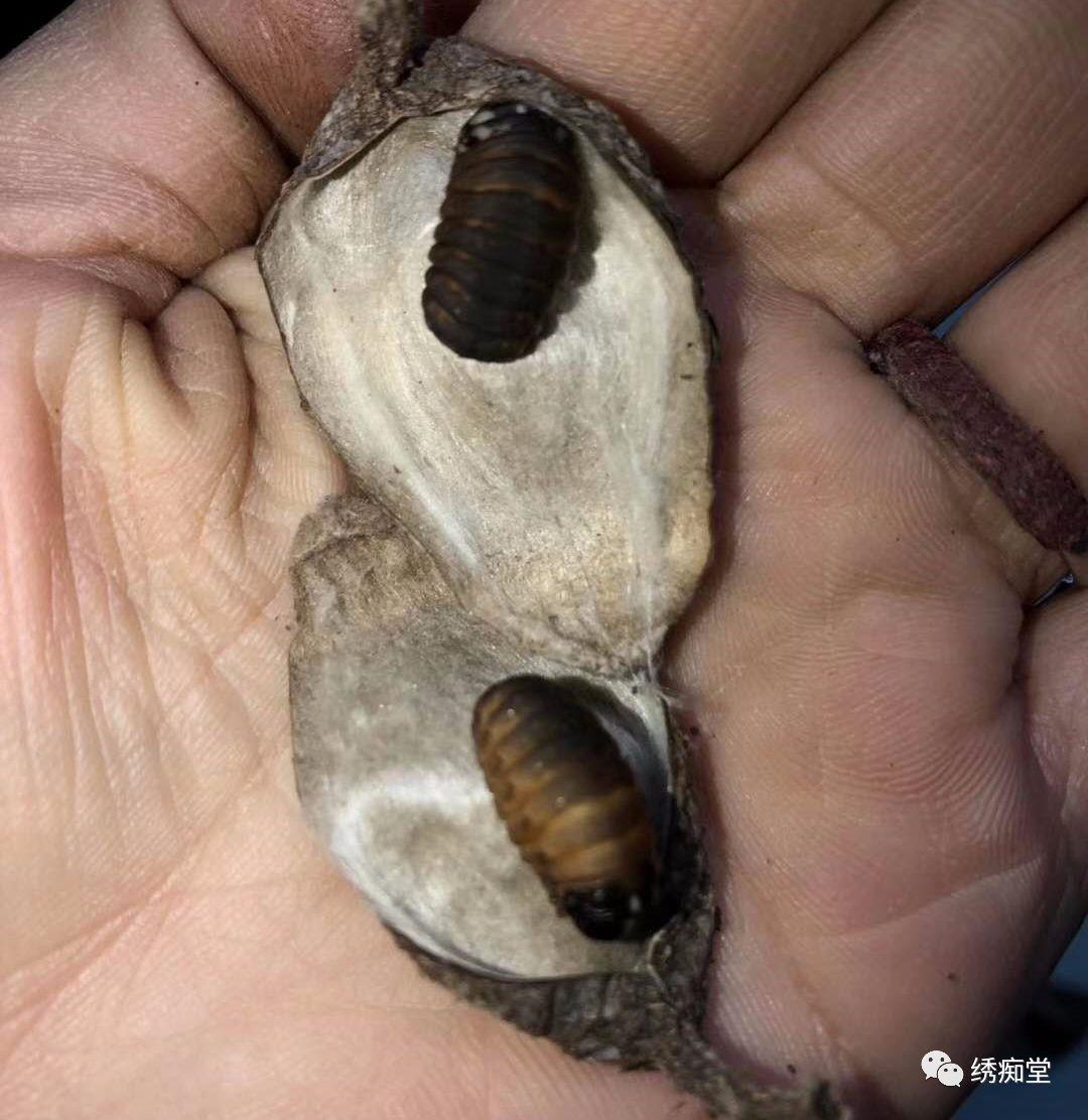 昆虫蓑蛾吃什么,蓑蛾防治方法