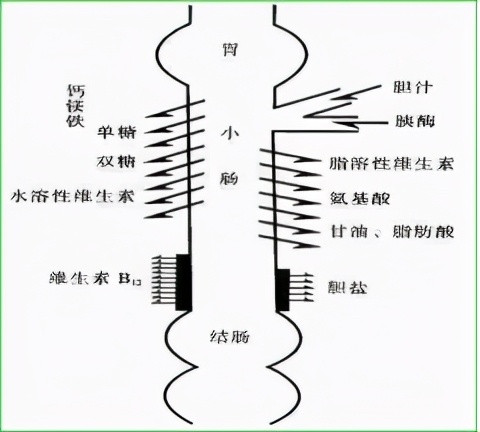 如何分辨肠道是否健康,肠道疾病怎样识别