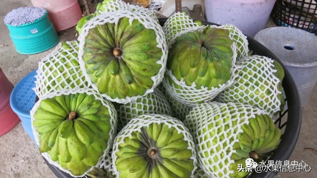 目前释迦最好的品种,粉色释迦