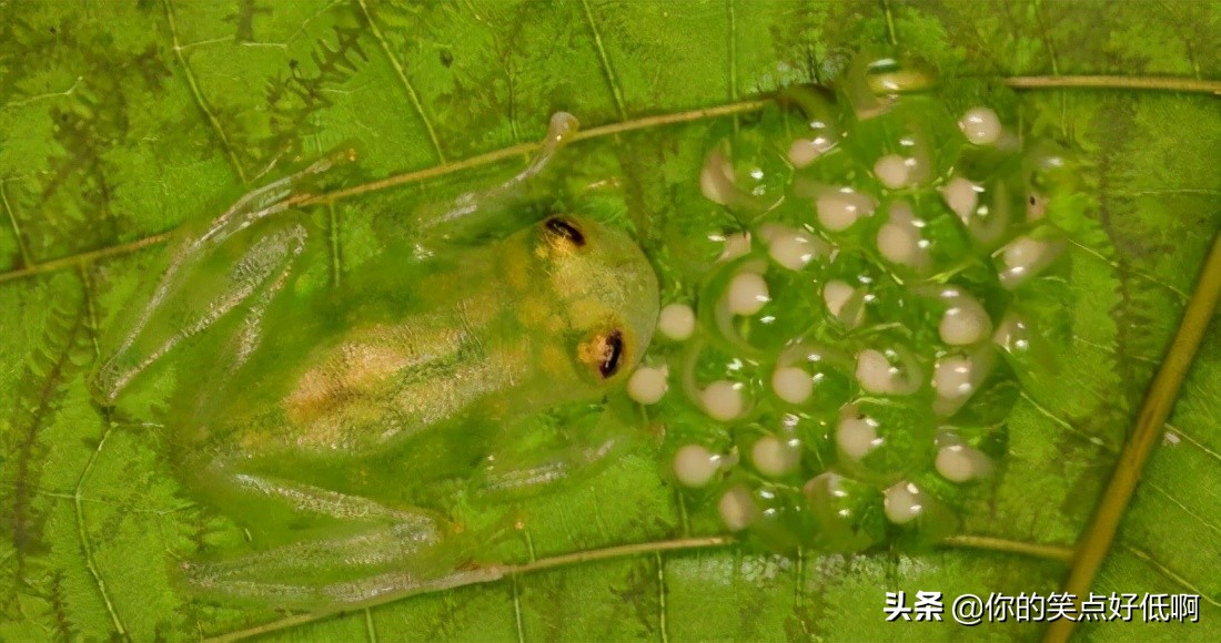 五种透明的动物,5种地球上罕见的动物