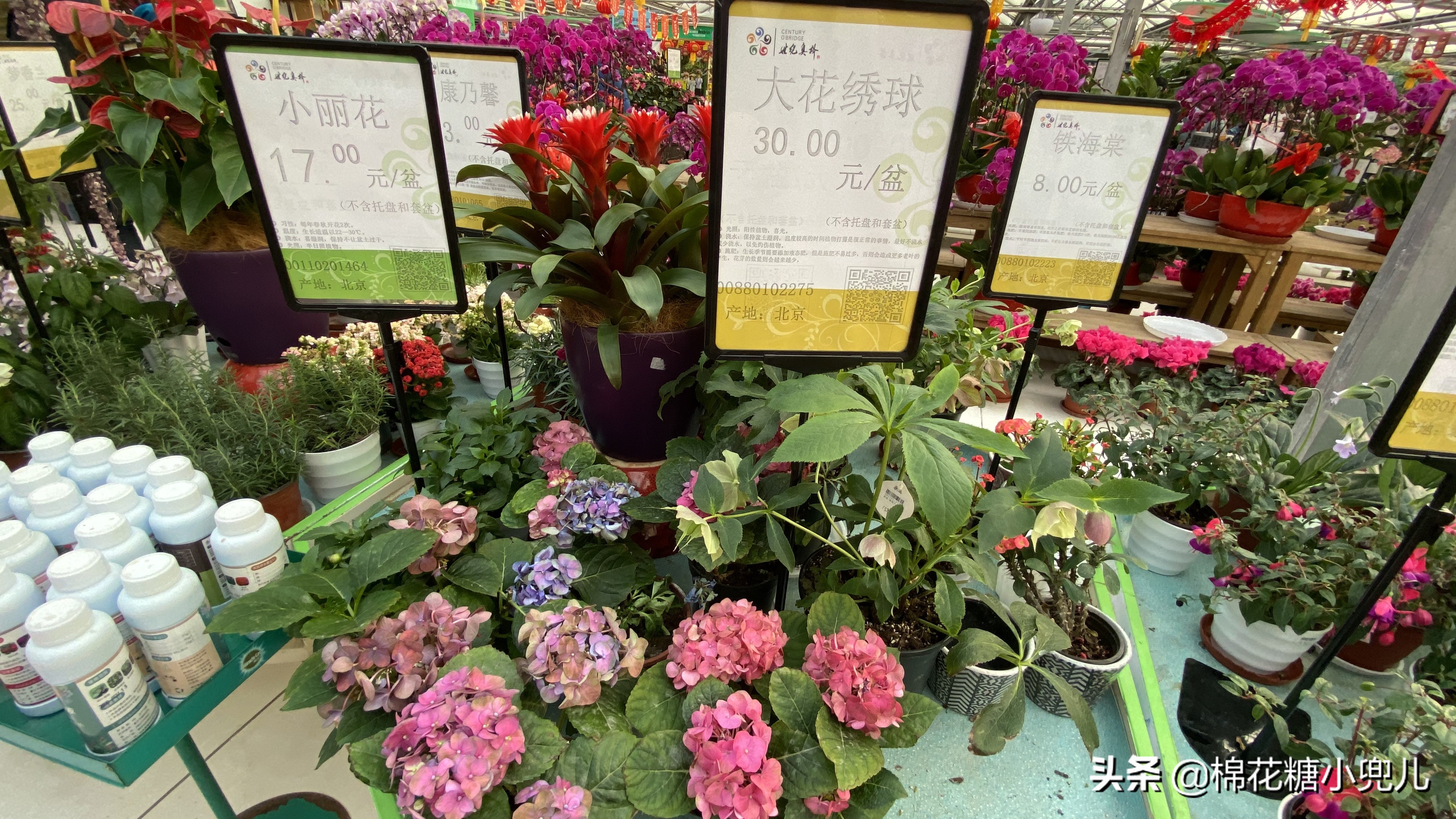 北京南四环花卉绿植批发市场,北京开一家鲜花店