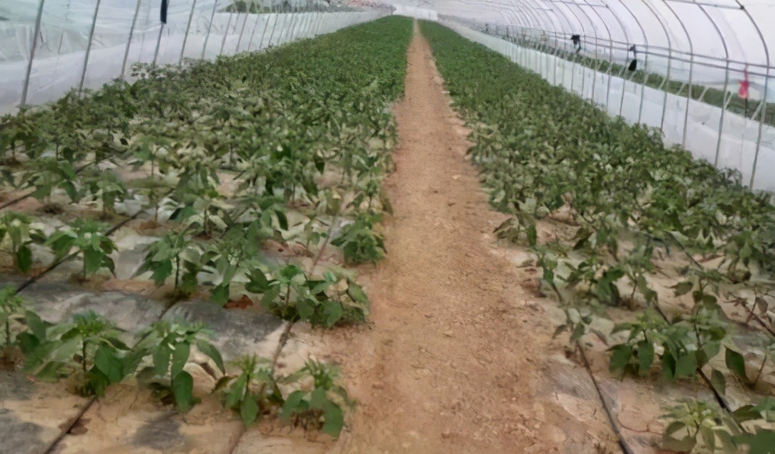 定植后蔬菜管理技巧,如何掌握蔬菜的定植期