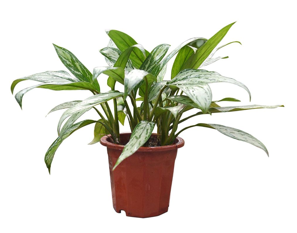 室内植物虫害怎么消除,如何避免植物病虫害