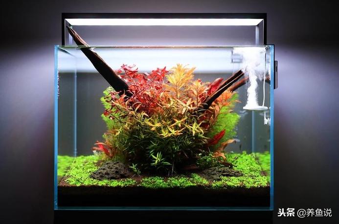 硝化细菌解释,硝化细菌为啥有混浊物