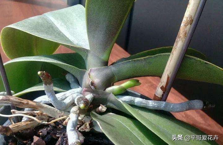 蝴蝶兰花谢后怎么处理视频教程,蝴蝶兰花谢后怎么处理才能再开花