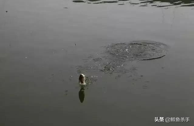 钓鱼人不知道的小技巧,钓鱼技巧野钓鱼不开口用啥饵