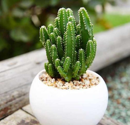 万重山徒长得厉害怎么修剪比较好,万重山长得太高了怎么修剪