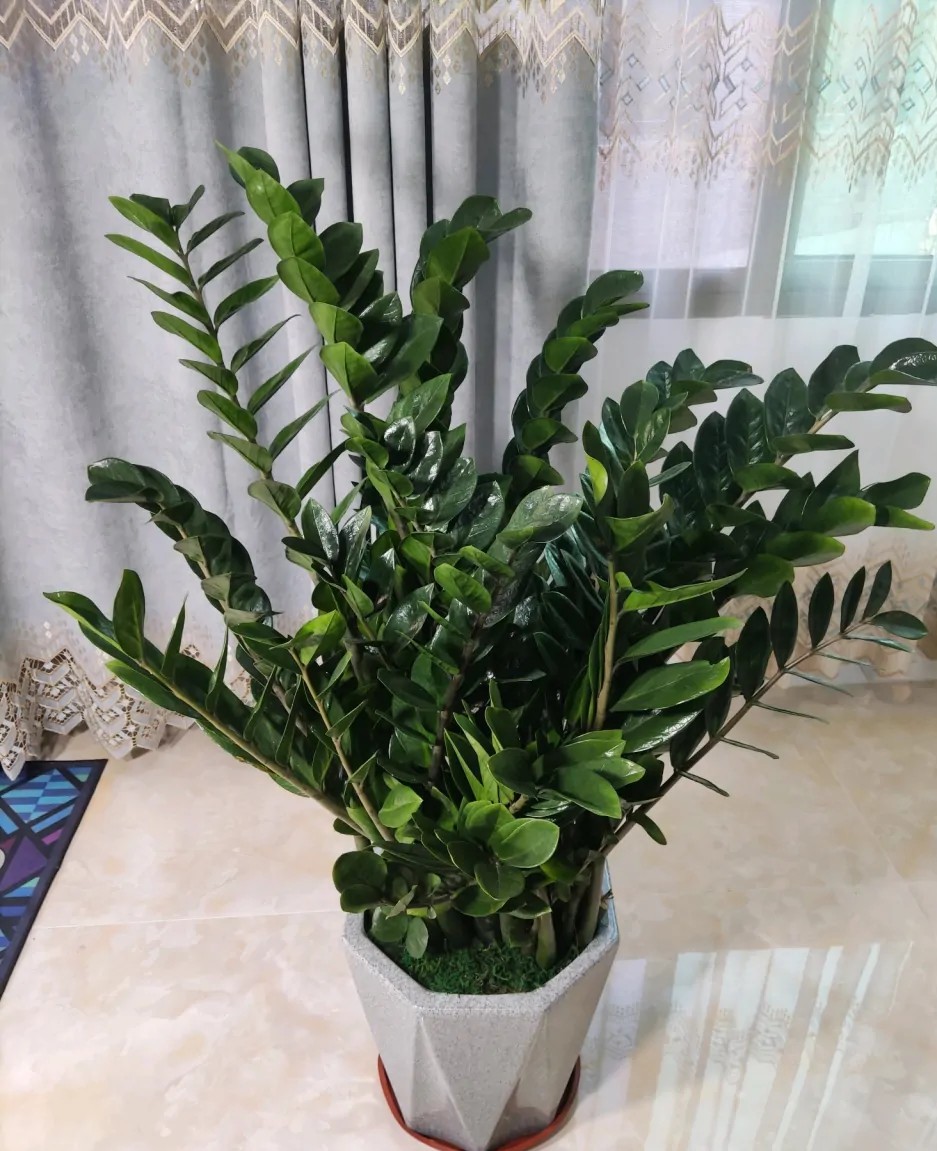 6种吉利花养在客厅里,适合家里养的吉利花