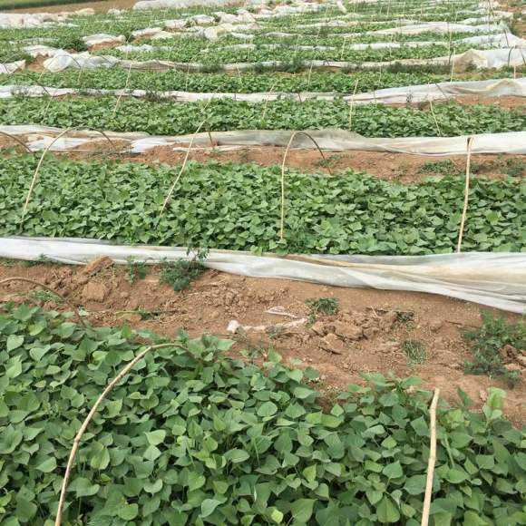 红薯怎么种才壮苗,红薯如何培育壮苗