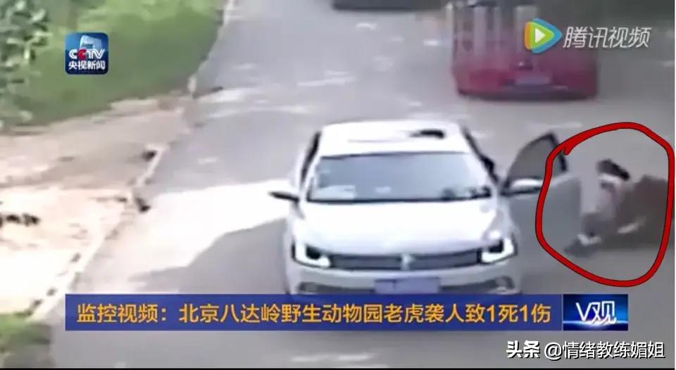 妈妈为救女儿被老虎咬死事件,妈妈为了保护孩子被老虎咬死