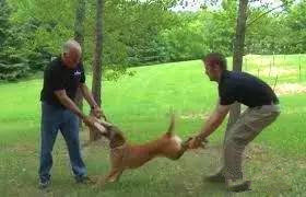 小孩遇到恶犬怎么办,遇到恶狗小孩怎么反击