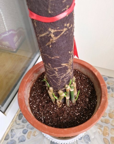 绿萝冻伤叶子发黄怎么救,绿萝叶子冻伤掉完了就剩藤条了