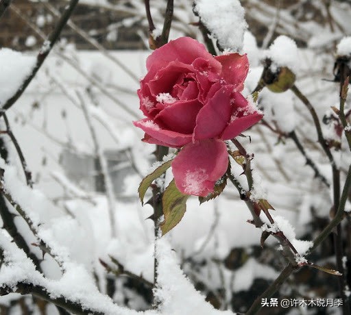月季老桩如果没有生根粉怎么办,月季老桩生根了是不是就完全活了