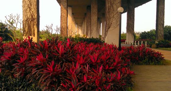 湛江坡头沿海花园,湛江海湾大桥东岸