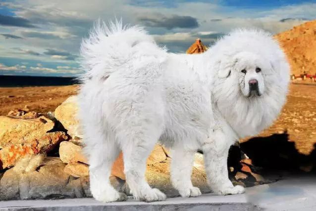 45只名犬排行,45种名犬您都认识吗