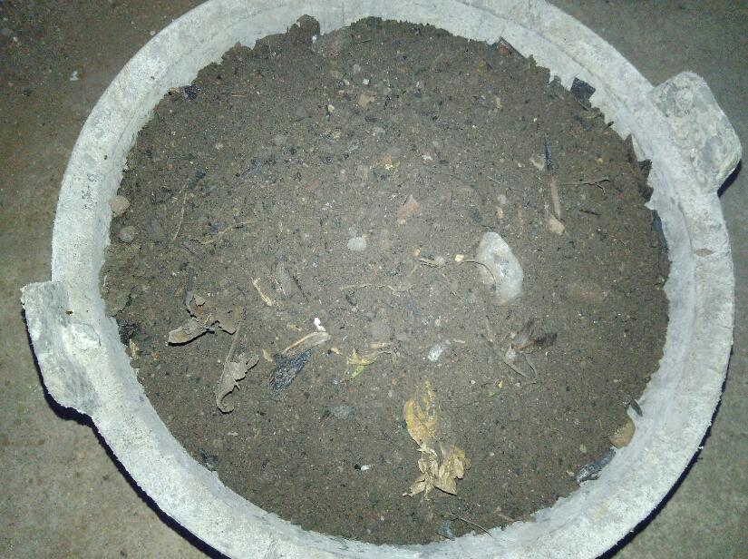 土壤中蒜苗需要把它全部盖住吗,大矿泉水瓶蒜苗土壤种植方法