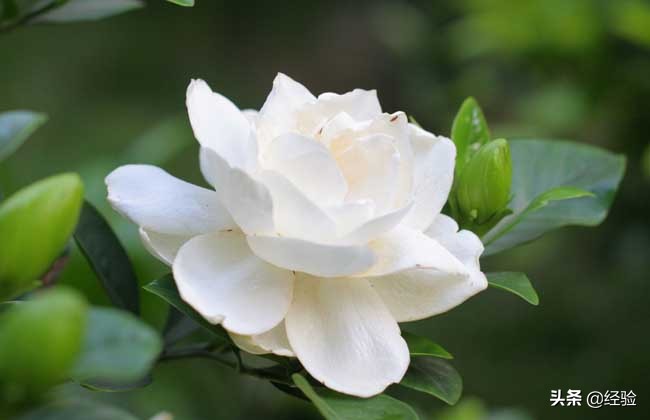 栀子花的施肥,栀子花的繁殖方法和注意事项