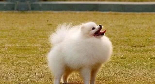 博美严重挑食怎么办,专治挑食的狗粮博美