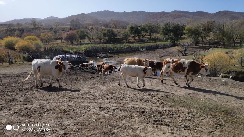 国庆节乌兰布统草原怎么样,乌兰布统草原之旅近期