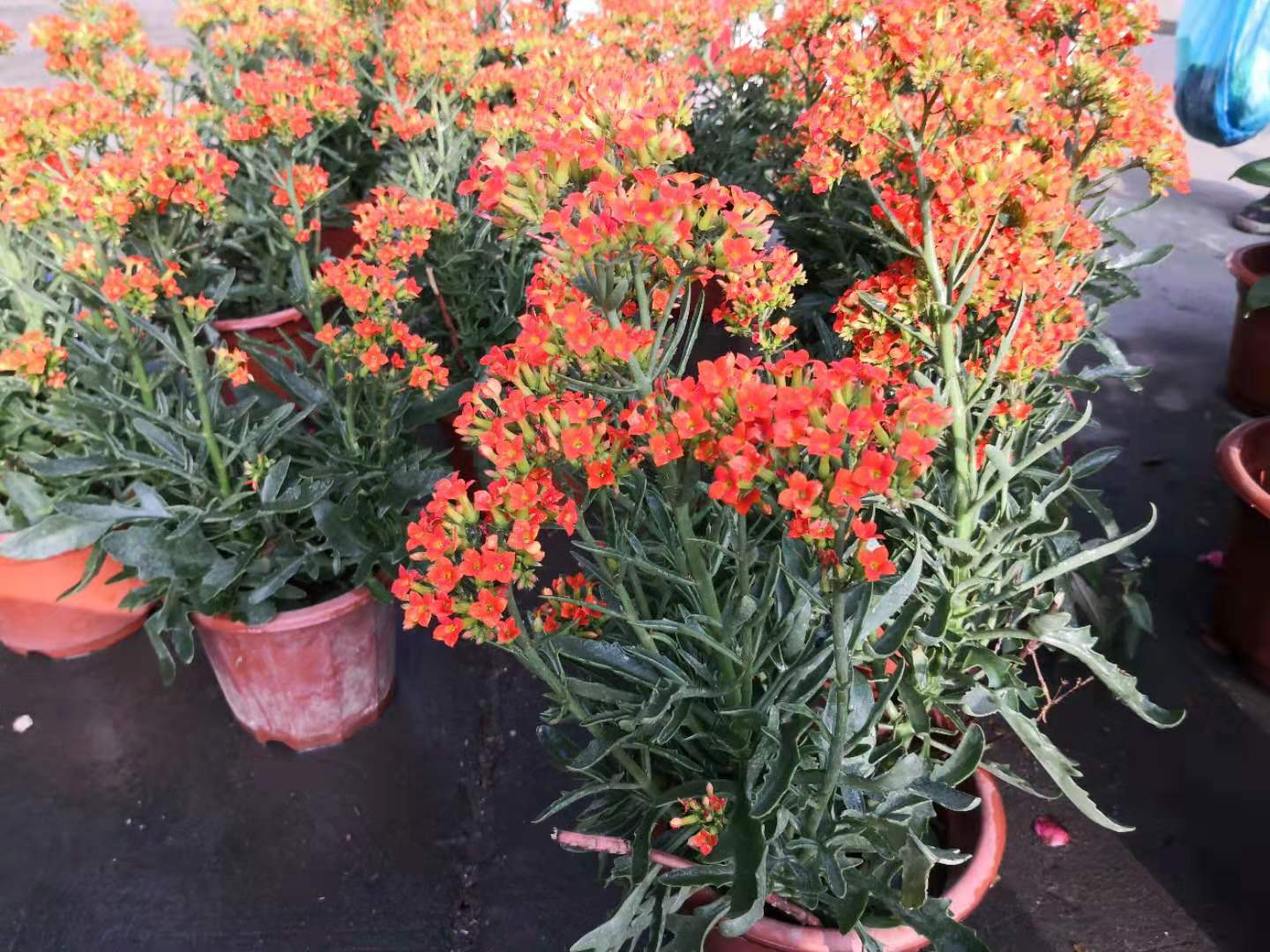 佛山过年年味最浓的地方,广东佛山人春节要买什么东西