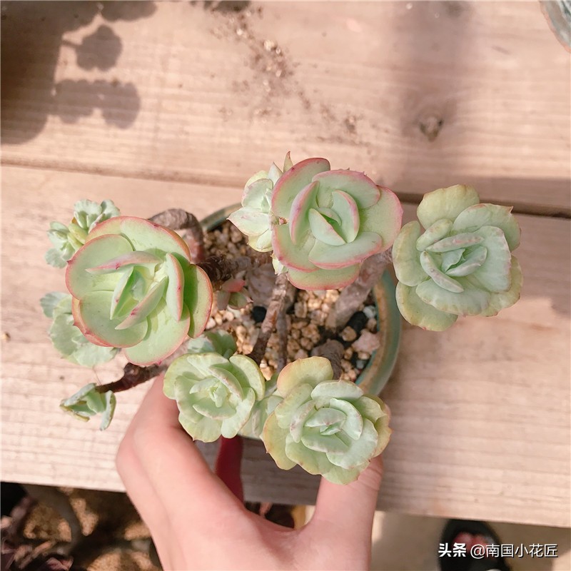 多肉“返祖”：“缀化”老碧桃，想不开“返祖”了，回到过去