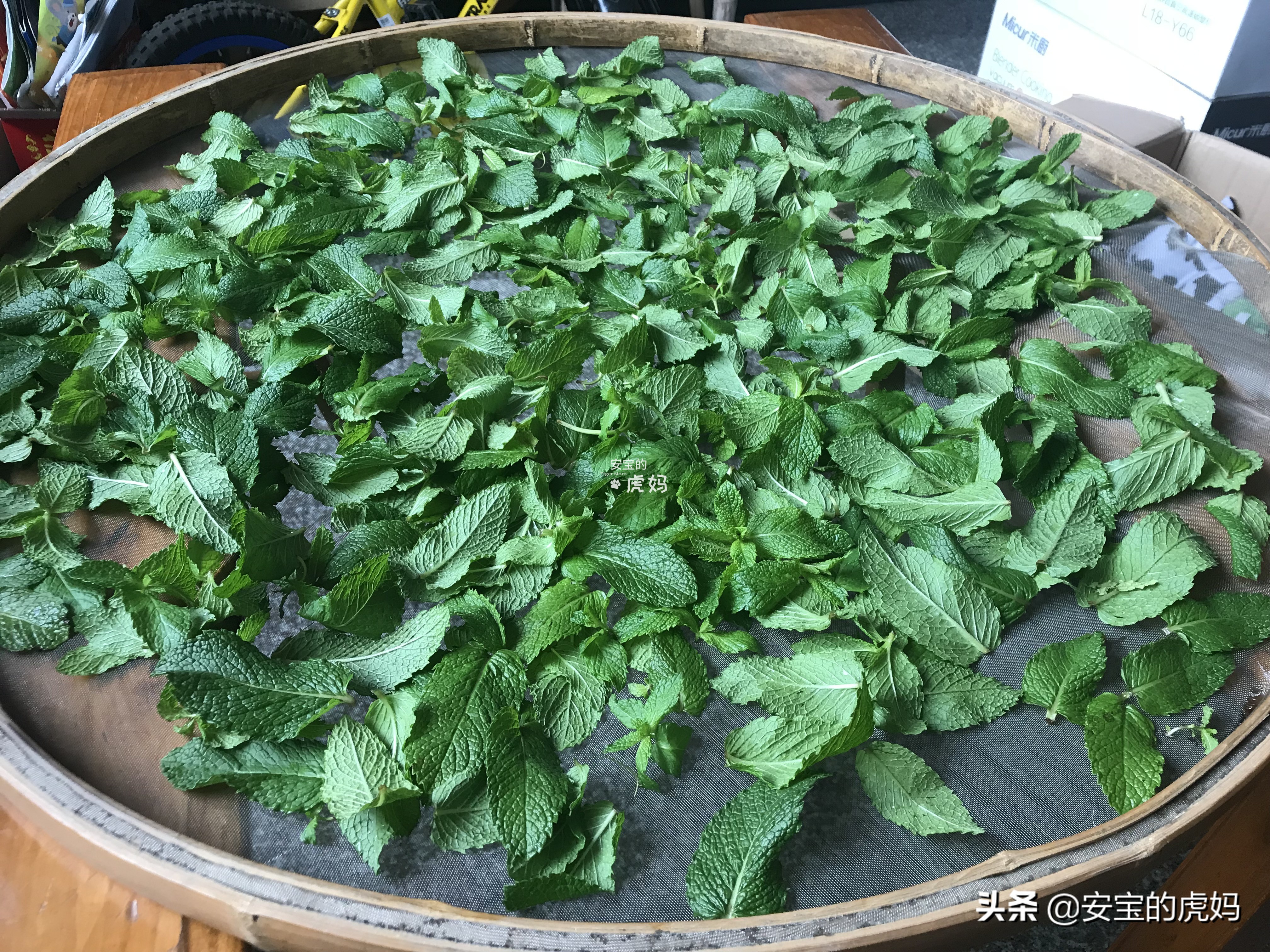 薄荷驱蚊膏如何制作,蚊虫叮咬薄荷膏怎么制作
