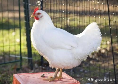 鸡养殖小知识及技巧,肉食鸡的正确养殖方法