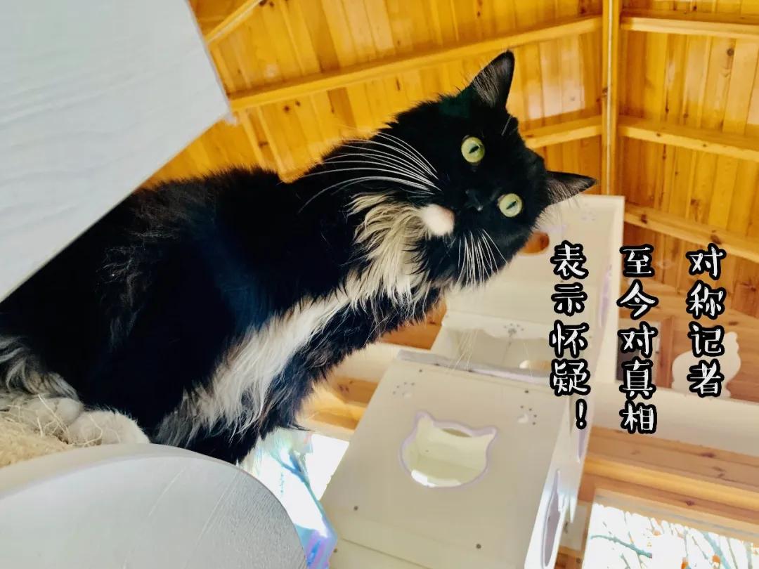 观复猫身份,观复猫近期咋样