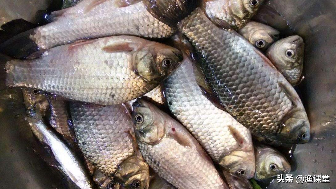 针对各种鱼情怎么开饵,饵料怎么避开小鱼钓大鱼